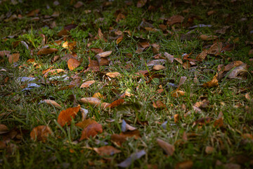 Autumn leaves that have fallen to the ground