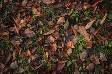 Autumn leaves that have fallen to the ground
