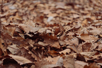 Autumn leaves that have fallen to the ground