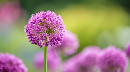 Fototapeta premium A close-up of a purple flower with a blurred foreground of pink flowers