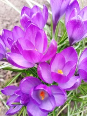 crocuses - flowers in my garden