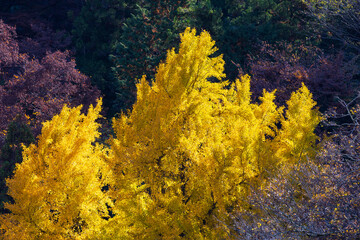 日本の風景・秋　東京都青梅市　紅葉の御岳渓谷