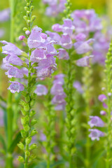 Purple flowers on green grass background. Violet flower head, close up. Beauty in nature. Wild flower in garden. Flower in bloom. Natural background. Summer landscape.