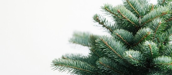 Close-up of Pine Tree Branches Against White Background