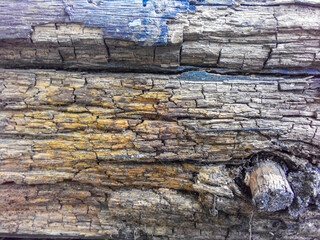Old weathered wooden surface with a knot with traces of blue paint with traces of worm activity