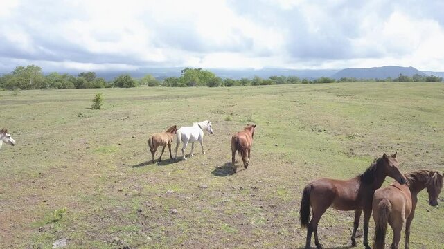 beautiful savana at doro ncanga geopark, bima west nusa tenggara indonesia. beautiful savana view with travel concept. drone view savana 