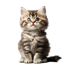 Obraz premium Small kitten with fluffy fur, sitting upright