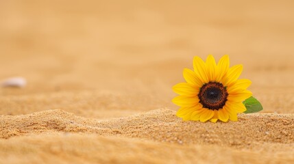  A sunflower atop a sandy beach, near a small white object in the sand's center