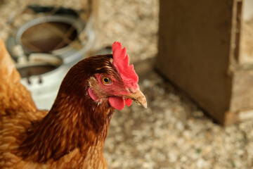Portrait of red hen in chicken coop close-up with copy space. Livestock and farming.