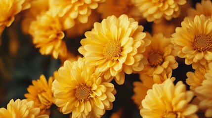 Yellow mums up close.