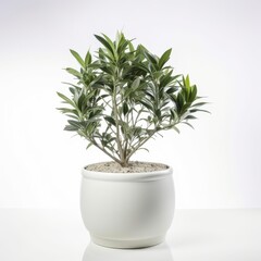 Obraz premium Potted Green Plant on White Background - Indoor Houseplant in Ceramic Pot - Modern Home Decor Idea