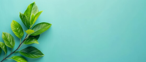 Fototapeta premium A tree branch with green leaves against a blue backdrop, viewed from above in a flat lay arrangement