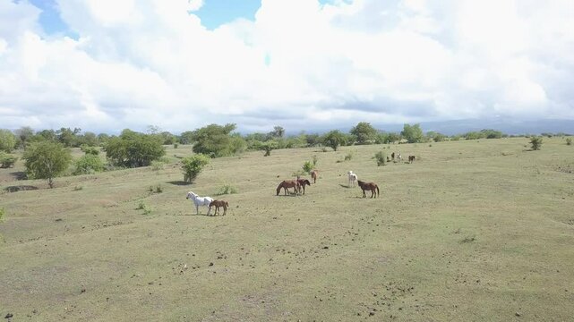 beautiful savana at doro ncanga geopark, bima west nusa tenggara indonesia. beautiful savana view with travel concept. drone view savana 