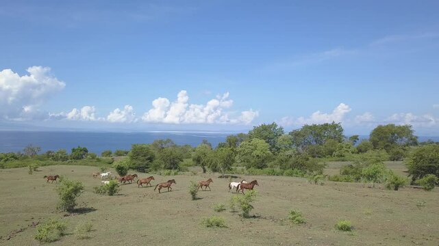 beautiful savana at doro ncanga geopark, bima west nusa tenggara indonesia. beautiful savana view with travel concept. drone view savana 