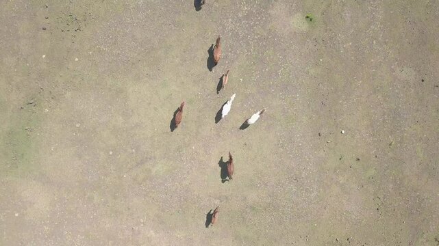 beautiful savana at doro ncanga geopark, bima west nusa tenggara indonesia. beautiful savana view with travel concept. drone view savana 