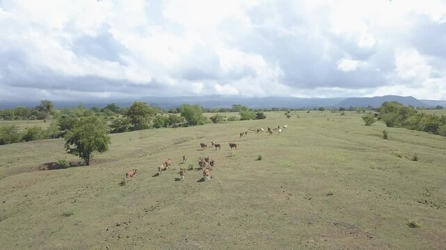 beautiful savana at doro ncanga geopark, bima west nusa tenggara indonesia. beautiful savana view with travel concept. drone view savana 