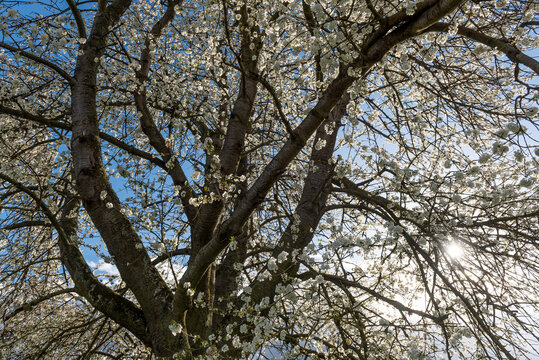 Baumkrone, Ge&auml;st und Bl&uuml;ten eines bl&uuml;henden Kirchbaums von unten im Frr&uuml;hling mit blauem, wolkenlosen Himmel im Hintergrund