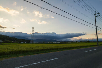 Fototapeta premium A field of rice with a sunset in the background