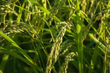 ear of paddy in rice field
