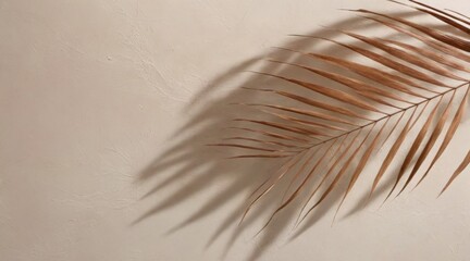Close-up of Palm Leaf on White Background: Long, Slender, Pointe