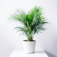 Fototapeta premium Beautiful Indoor Palm Plant in White Pot Against Minimalist Background - Perfect for Home Decor and Office Spaces