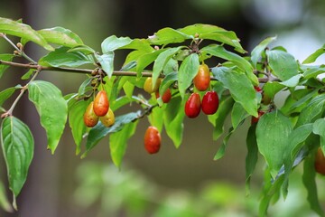Cornus mas. Red fruit of the cornelian cherry, european cornel or cornelian cherry dogwood.