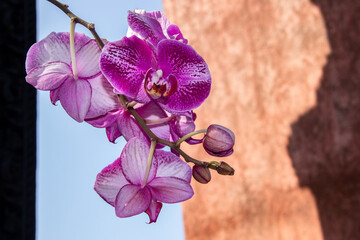 Purple orchid flowers hang in the air