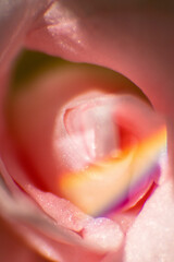 Fototapeta premium rainbow in pink roses