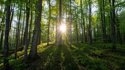 Lush Spring Forest Glade, expansive view of vibrant green deciduous trees, sunlight filtering through leaves, creating a serene and inviting seasonal atmosphere, perfect for wallpaper.