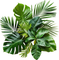 Tropical green leaves close up
