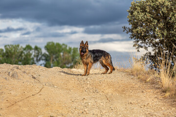 Beautiful long-haired, fire-black German Shepherd puppy outdoors.