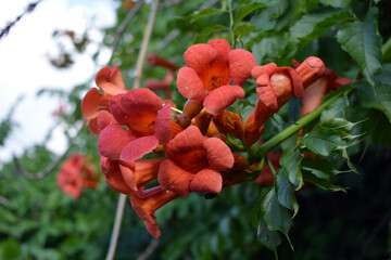 Beautiful colorful flowers, vibrant nature of a home garden. Orange, yellow flowering flowers...