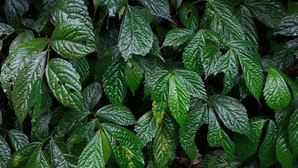Close-up shot of fresh, glossy green leaves with water droplets, showcasing nature's lush greenery and texture, ideal for background use or botanical projects.