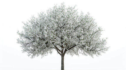Fototapeta premium Winter Oak Tree 
