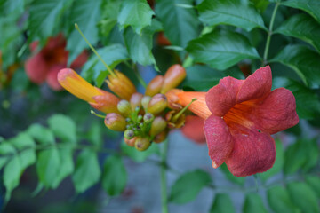 Beautiful colorful flowers, vibrant nature of a home garden. Orange, yellow flowering flowers Campsis, trumpet creeper or trumpet vine with green leaves.