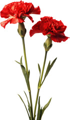 Two red carnations bloom.
