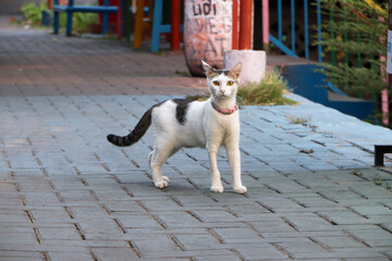 stray cats on the street