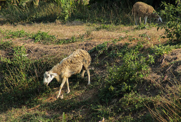 Sheep released in the field are eating the grass that is growing