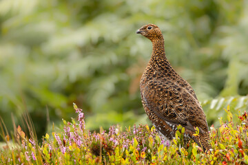 Red Grouse, Scientific name: Lagopus Lagopus. Close up of a male Red Grouse male in summer, facing left and stood  in bilberry and pink heather. Green bracken background. Horizontal. Space for copy.