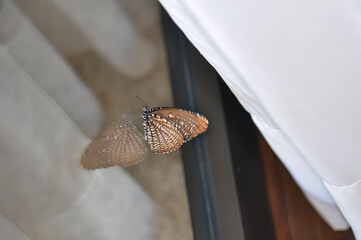 Elymnias hypermnestra sits on a window. Macro photo of a butterfly
