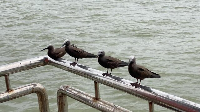 Lesser Noddy (Anous tenuirostris) also known as the sooty noddy, a seabird, seen at Elephanta Island near Mumbai, Maharashtra, India in monsoons