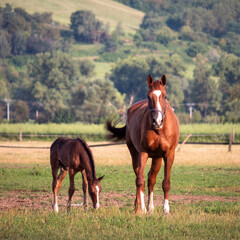 Obraz premium Foals are tied not only to their mothers, but also to the herd, i.e. already at the age of a few weeks they refuse to leave it, even if the mother is taken away.