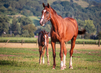Fototapeta premium Foals are tied not only to their mothers, but also to the herd, i.e. already at the age of a few weeks they refuse to leave it, even if the mother is taken away.
