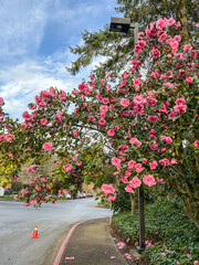 Pacific rhododendron