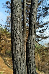 Burnt tree trunk, Sitla Estate, Nainital, Kumaon, Uttarakhand, India, Asia