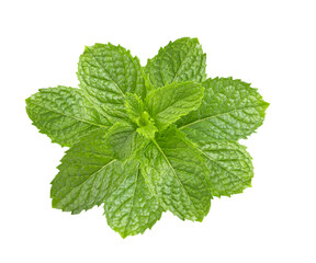 mint leafs isolated on transparent png © Chaaim