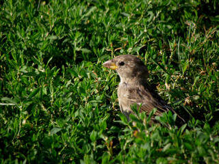 Birds Images Animals Images Pictures Brown Backgrounds Grass