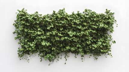 Obraz premium Fresh green grass on a white background
