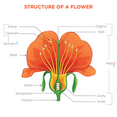 Anatomy of a Flower Exploring Petals, Sepals, Stamens, and Pistil