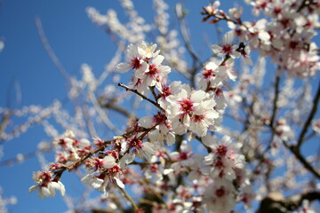 The image captures an extreme close up of a tree branch featuring delicate white and pink flowers beautifully set against a clear blue sky